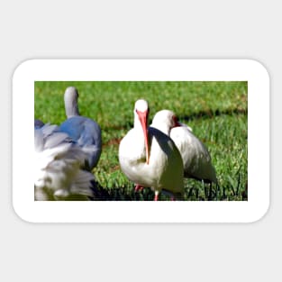 American White Ibis Sticker